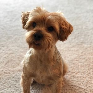 Meet your Posher, Tony